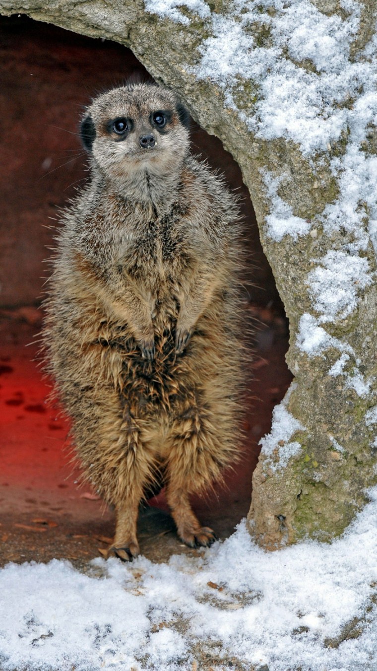 Image: A meerkat peers out of its enclosure as