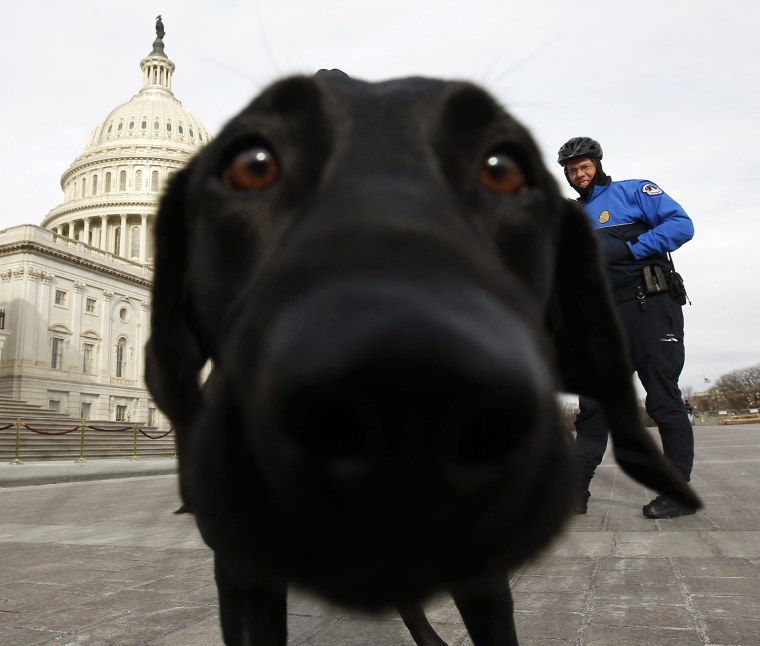 Image: A Capitol policeman watches as a sniffer dog gets close to the lens before the observation of a moment of silence on the steps of the U.S. Capitol for Arizona Congresswoman Gabrielle Giffords, in Washington
