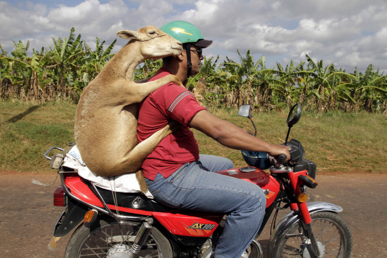 Image: A man carries a lamb home as he drives on a motorcycle in Havana, Cuba