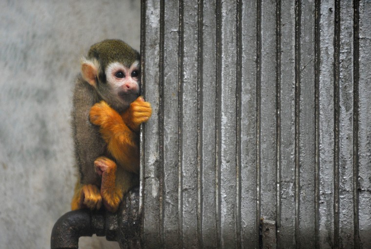 Image: A Squirrel Monkey sits beside a heating radiator to keep warm at a zoo in Qingdao city