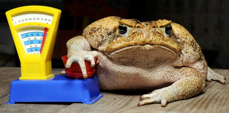 Image: Cane toad Agathe sits on a toy balance d