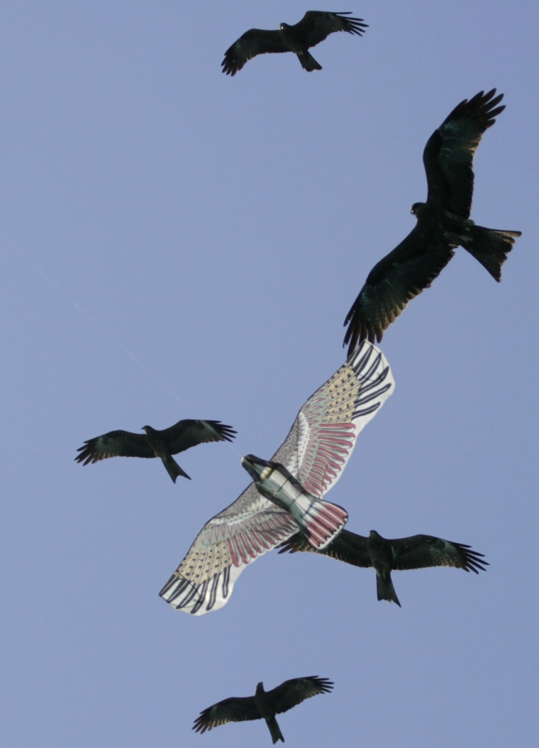 thai kite birds