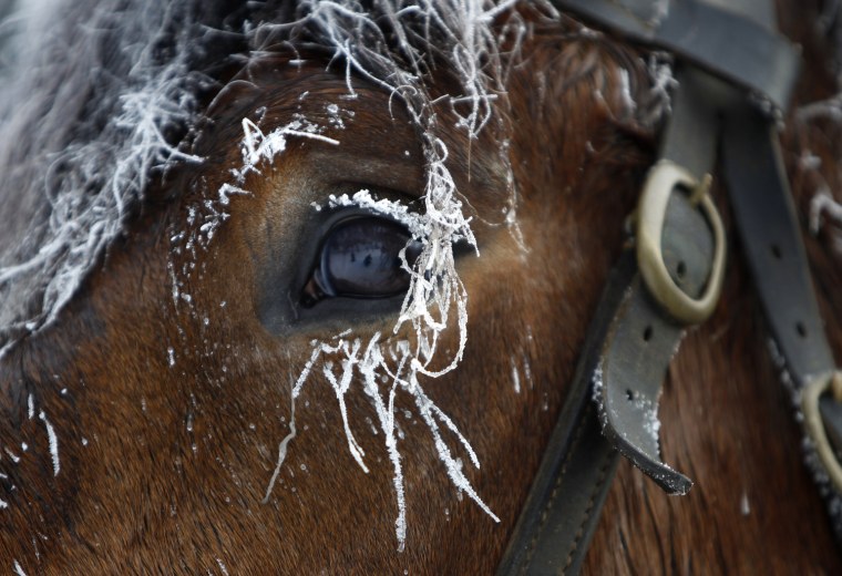 Image: The frost covered eyelashes of a horse are pictured at the eastern German ski resort of Oberhof