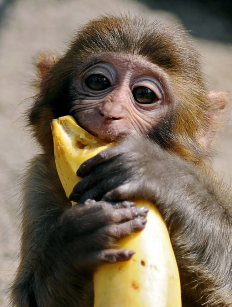 Image: A macaque eats a banana as it scavenges
