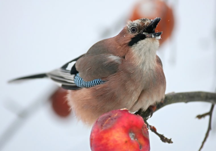 Image: A jay pecks at an apple near the village of Khatenchitsy