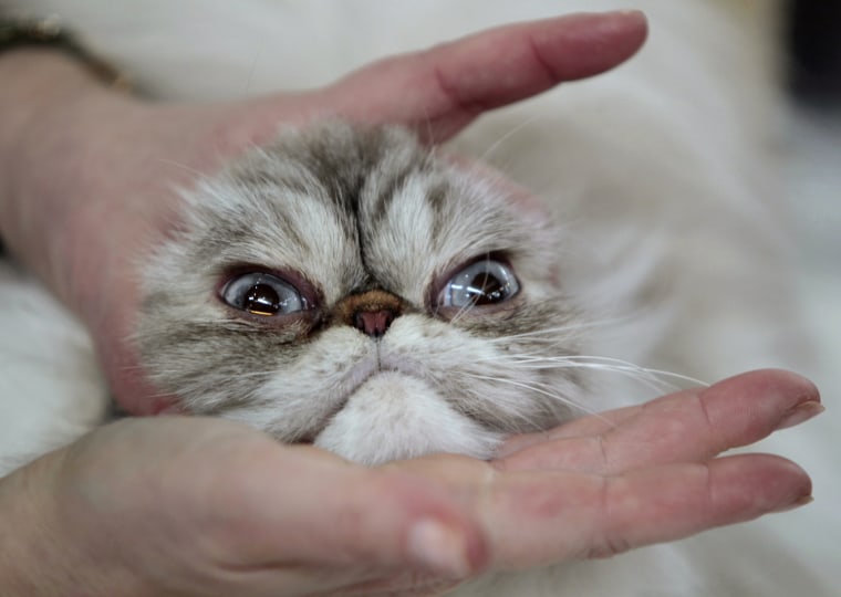 Image: A cat show judge examines a Himalayan cat during an international cat exhibition in Holon