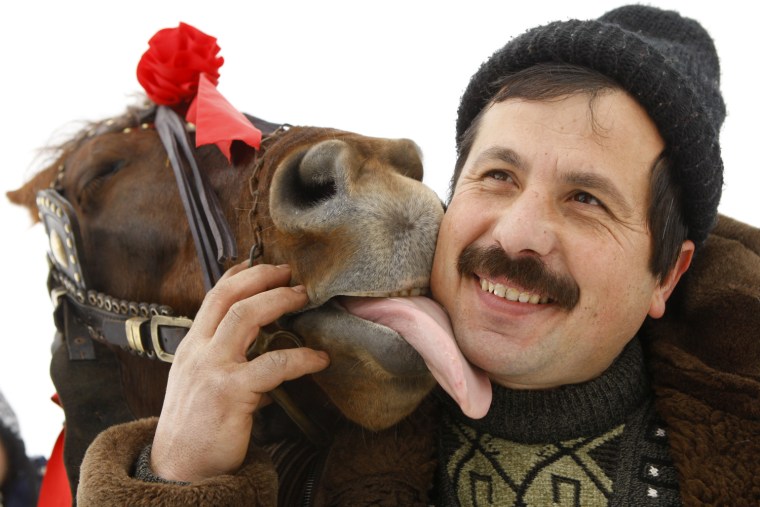 Image: A man is licked by his horse after the annual race organized by Orthodox believers on Epiphany Day in the Romanian village of Pietrosani