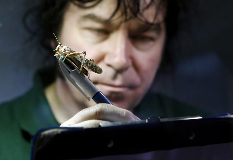 Image: Senior keeper Mark Tansley poses with a locust during the ZSL London Zoo's annual inventory count in London