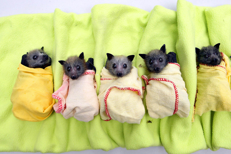 Image: Busy Baby Bat Clinic was barometer for bad weather in Queensland, Brisbane, Australia - 18 Dec 2010