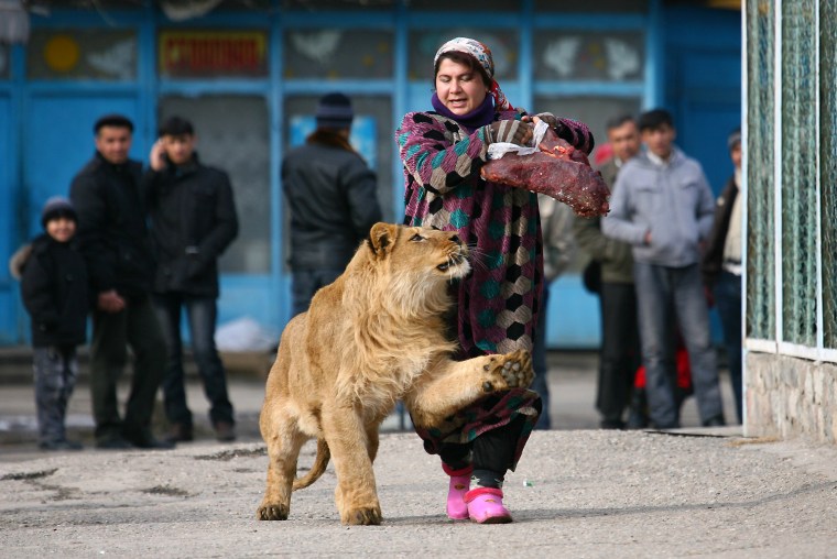 Image: Zukhro, an employee of the city zoo, walks with Vadik, a 18-month-old male lion, on the territory of the zoo in the capital Dushanbe
