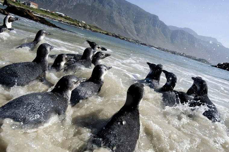 Image: Young African Penguins head out to sea,