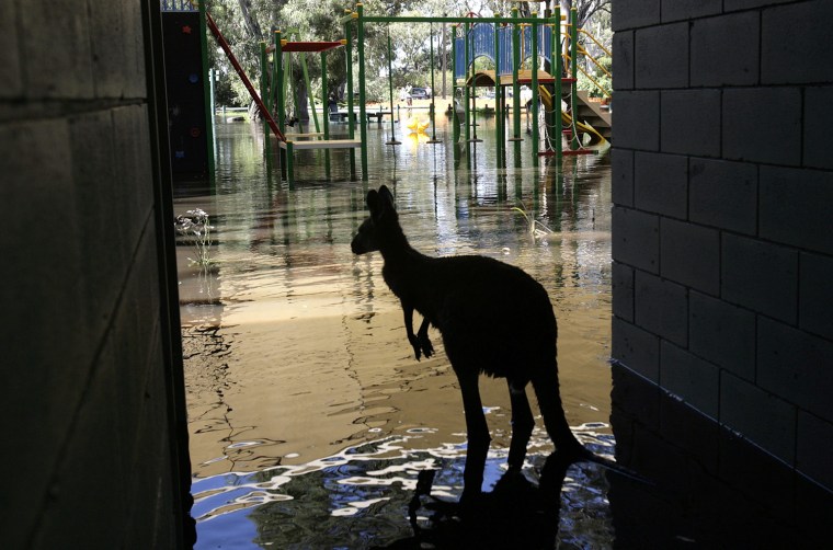 Image: A Kangaroo is seen stuck at a Fauna Park