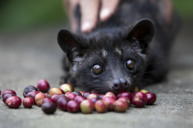 Image: Indonesians Farm Civet Cats To Produce World's Most Valuable Coffee