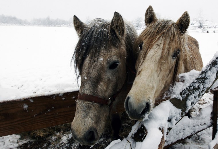 Image: Two Highland ponies wait for food at a snowy farm near the village of Rakovica in the Croatian region of Lika
