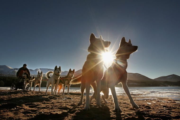 Image: Husky Teams Prepare For The 28th Aviemore Sled Dog Rally