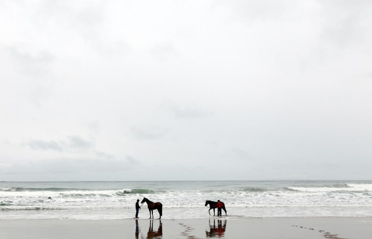 Image: Trainers exercise their thoroughbred point to point horses along the White Rocks beach near the town of Portrush on the North Antrim Coast