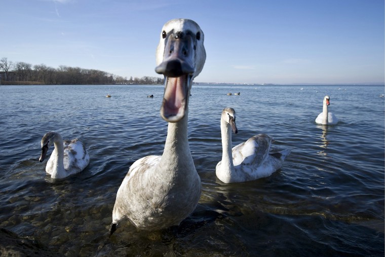 Image: Swans on Lake Constance