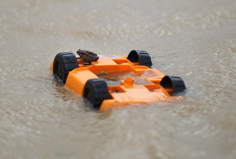 Image: Toad sits on a child's toy amidst flood waters after Cyclone Yasi passed, in the northern Australian town of Cowley Beach