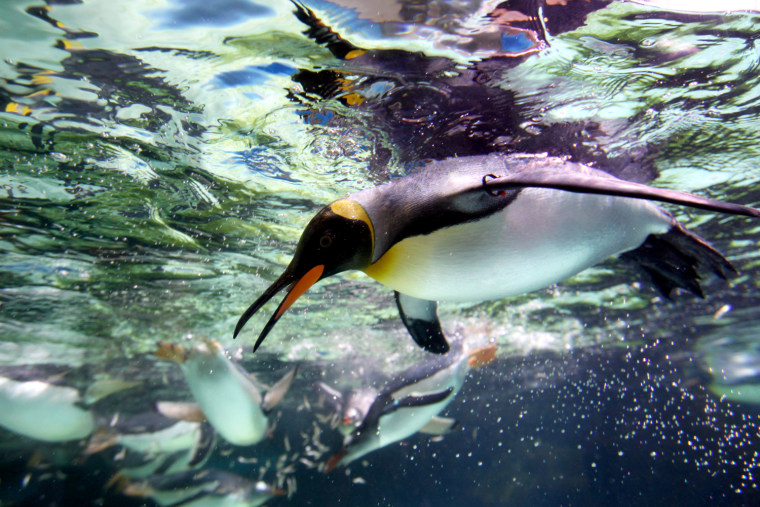 Image: A King Penguin at Melbourne Aquarium
