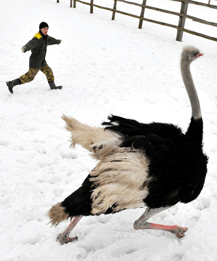 Image: A worker catches an ostrich at a farm in