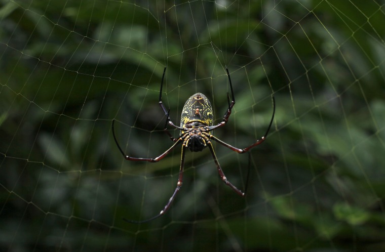 Image: A spiderling crawls on the belly of a female golden silk spider as it hangs on a mango tree in Tangerang