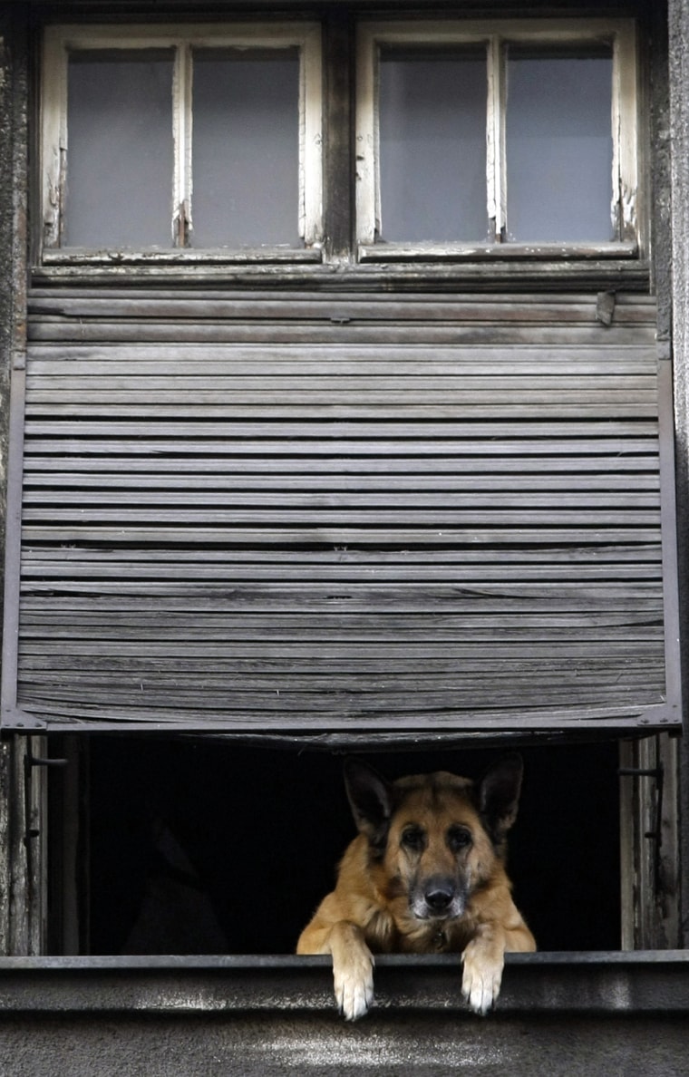 Image: A dog watches from a window during a rally in Belgrade