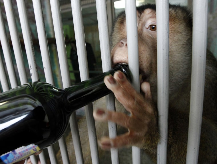 Image: Tasik, a male pigtail macaque, sips red wine at the Royev Ruchey Zoo in Krasnoyarsk , Russia