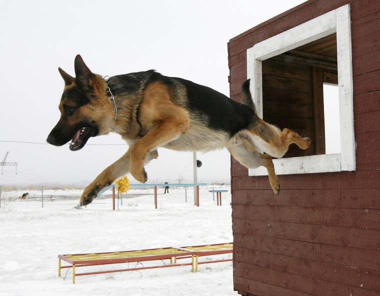Image: A German shepherd police dog jumps from an obstacle during trials at the regional police cynologist centre on the suburbs of Russia's Siberian city of Krasnoyarsk