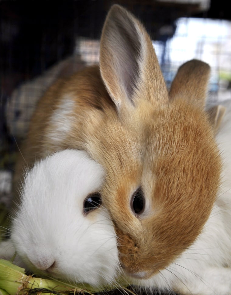 Image: Rabbits are offered for sale at Glodok m