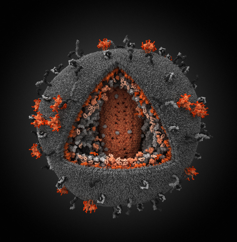 Human Immunodeficiency Virus 3D
This model of HIV is the most detailed 3D-model of the virus ever made. It summarizes the
results from scientific publications in the fields of virology, X-ray analysis and NMR
spectroscopy. The depicted spatial configurations of proteins found in HIV particles are in strict
accordance with their known 3D-structures.
[Image courtesy of Ivan Konstantinov, Yury Stefanov, Aleksander Kovalevsky, Yegor Voronin Ð
Visual Science Company]