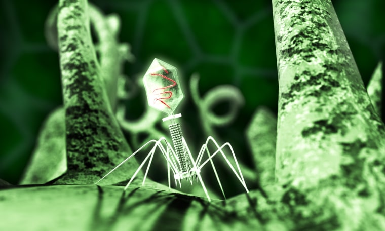 Illustrations Ð Honorable Mention (3-way tie)
Enterobacteria Phage T4
A 3D illustration of an enterobacteria phage T4 virus aggressively attacking a bacterium.
Bacteriophages are viruses that infect bacteria such as E. coli and hijack their normal biological
functions to use them as replication factories, leading to bacterial death, lysis and release of the
viruses. They do this in B-movie horror style, with alien spindly legs and sucker-shaped mouths
to relentlessly pursue their prey.
[Image courtesy of Jonathan Heras Ð Equinox Graphics, Ltd.]

Bacteriophage virus, computer artwork. A bacteriophage, or phage, is a virus that infects bacteria. It consists of an icosahedral (20-sided) head, which contains the genetic material (red), a tail and tail fibres, which fix it to a specific receptor site on the bacterium. The tail injects its genetic material into the bacterium, and this hijacks the bacterium's own cellular machinery, forcing it to produce more copies of the virus.  Fla