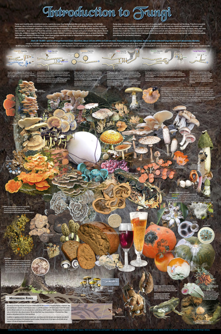 Informational Graphics Ð First Place
Introduction to Fungi
Fungi provide our favorite foods and beverages, attack animal and plant species with devastating
toxins, and create the soils and nutrients for the film of life on Earth. This splash of fungi
illustrates their variety and briefly notes their impact on our lives and our world.
[Image courtesy of Kandis Elliot, Mo Fayyaz Ð University of Wisconsin, Madison]