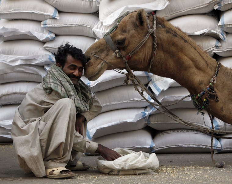 Image: Qasim, a labourer, smiles as a camel nuzzles him near sacks of grain in a wholesale market in Karachi