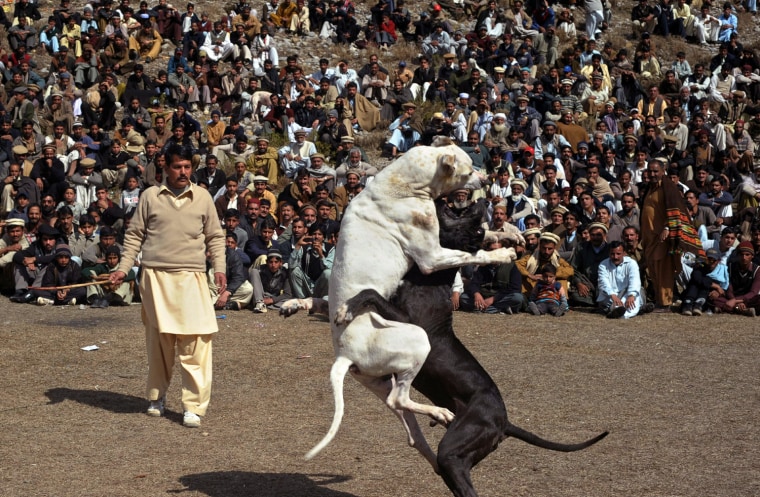 Image: Pakistani spectators watch a dog fightin