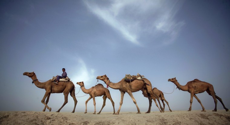 Image: A boy rides as he leads his family camels on an embankment near Khairpur Nathan Shah