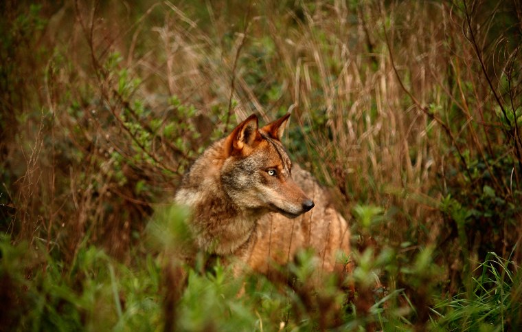 Image: An Iberian wolf looks up at a centre run by the Grupo Lobo association near Mafra