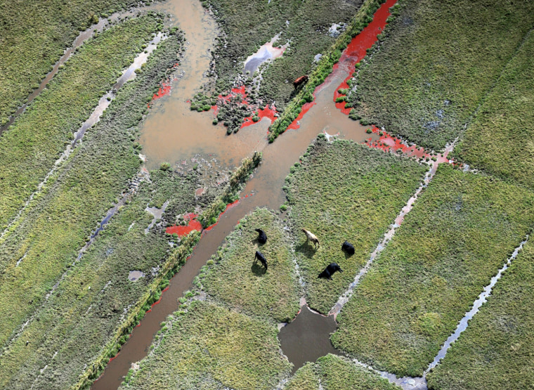 Image: TOPSHOTS
Cattle graze in a flooded field