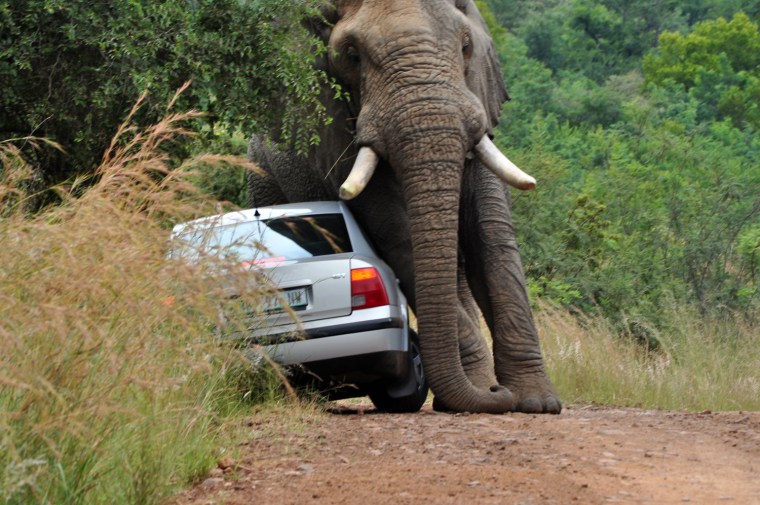 Image: EXCLUSIVE - Elephant Flips Car in Pilansberg
