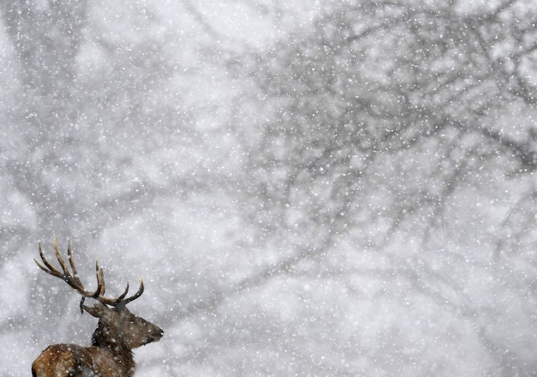 Image: A deer is seen during a snowfall at Studley Royal