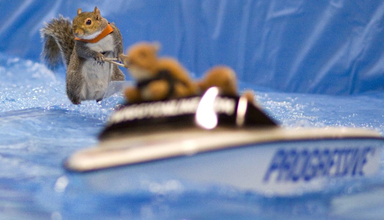 Image: Twiggy, the water skiing squirrel