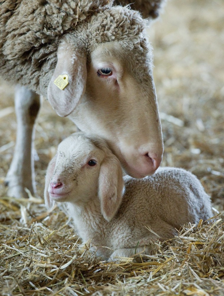 Image: Baby lamb