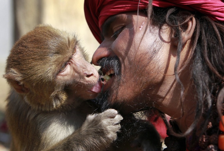 Image: A Hindu holy man feeds his monkey a strawberry from his mouth at the premises of Pashupati Temple in Kathmandu