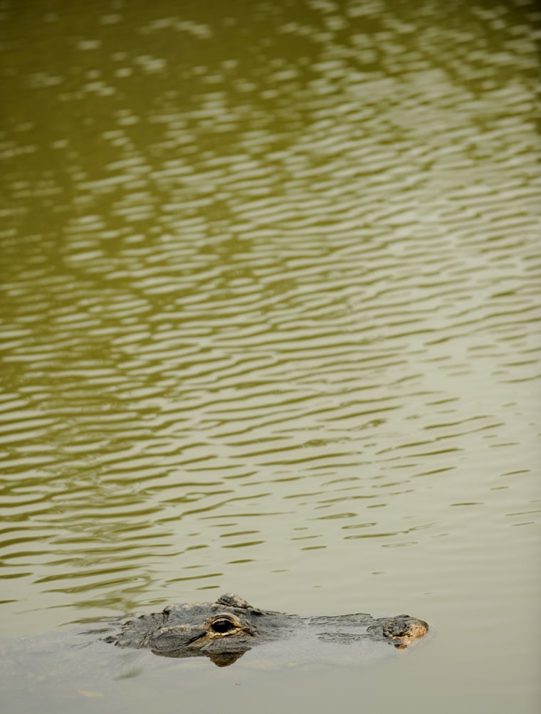 Image: An alligator floats in a creek near the