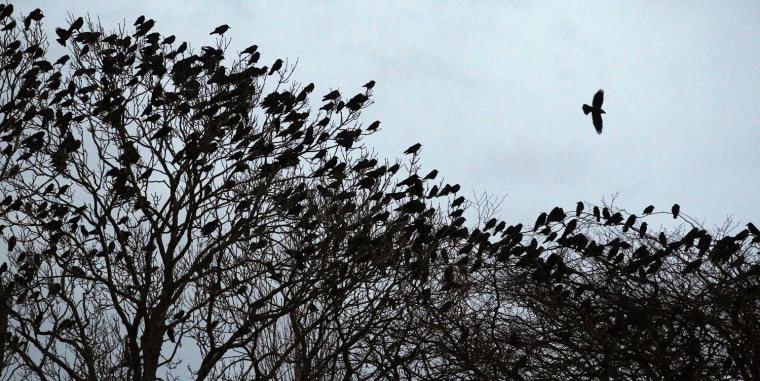 Image: A murder of crows prepare to roost for the night in beech trees in the village of Bellcarra near Castlebar