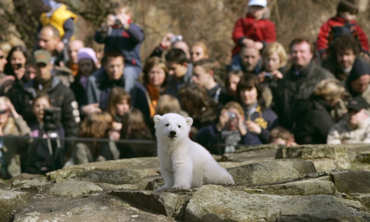 Image: File photo of visitors watching Polar bear cub Knut in Berlin zoo