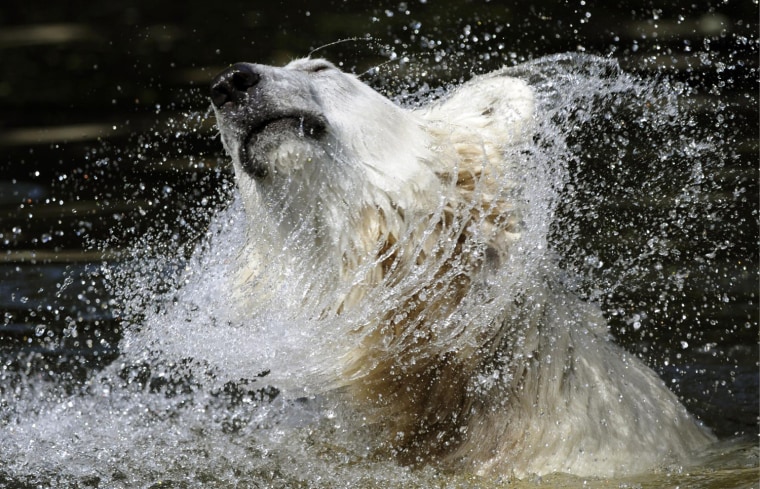 Image: Polar bear Knut