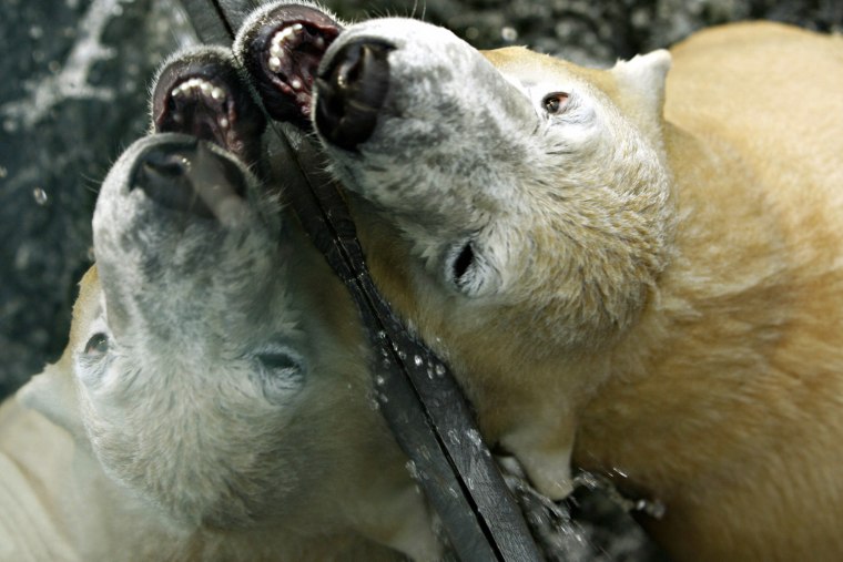 One-year old polar bear Knut is refelcte