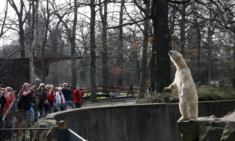 Image: Knut and His Gal Get Spring Fever at Berlin Zoo