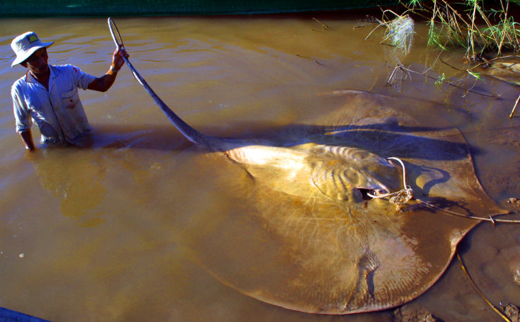 Khmer man with a giant stingray, Himantura chaophraya, 
along the Mekong River near the Cambodia/Vietnam border in 2002.  The disk of this fish measured 202cm and 413cm from the tip of its nose to the end of its tail.  Himantura chaophraya may be the largest species of freshwater fish in the world.  More species of giant fish occur in the Mekong River than any other river on Earth.  Populations of the giant stingray and other large-bodied Mekong fish are in decline.