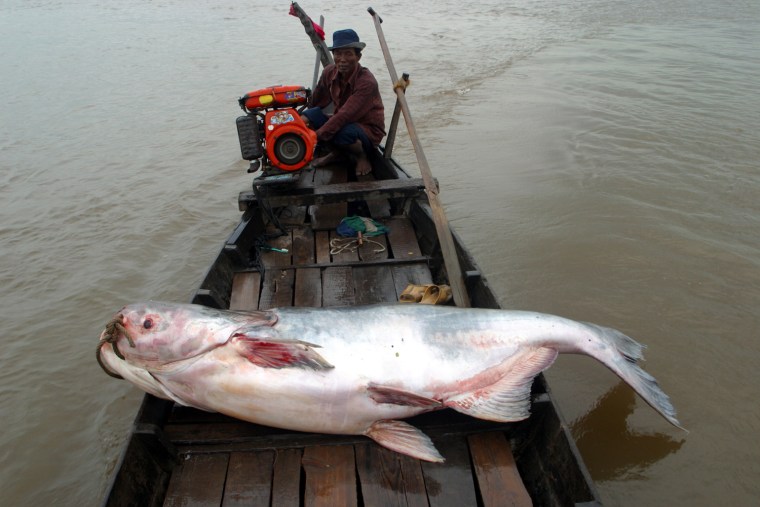 Khmer man with a Mekong giant catfish, Pangasianodon gigas, on the Tonle Sap River, Cambodia on October 21, 2002.  This fish weighed approximately 160kg and measured about 250cm in length.  In recent times, the maximum size of Mekong giant catfish is 300cm and 300kg.  The World Conservation Union - IUCN reclassified the Mekong giant catfish as critically endangered in 2003.  Popualtions have declined by about 90% over the past 20 years.  Mekong giant catfish migrate out of the Tonle Sap Lake and into the Mekong River at the end of the rainy season.